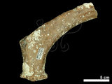 中文名:(NMNS002243-F028359)學名:Elaphurus davidianus(NMNS002243-F028359)