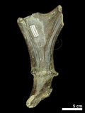 中文名:(NMNS004394-F038291)學名:Elaphurus menziesianus(NMNS004394-F038291)