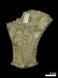 中文名:(NMNS004394-F038292)學名:Elaphurus menziesianus(NMNS004394-F038292)