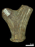 中文名:(NMNS004394-F038294)學名:Elaphurus menziesianus(NMNS004394-F038294)
