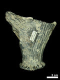 中文名:(NMNS004394-F038302)學名:Elaphurus menziesianus(NMNS004394-F038302)