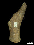 中文名:(NMNS004394-F038308)學名:Elaphurus menziesianus(NMNS004394-F038308)
