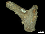 中文名:(NMNS004394-F038309)學名:Elaphurus menziesianus(NMNS004394-F038309)