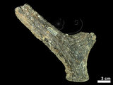 中文名:(NMNS002243-F028298)學名:Elaphurus davidianus(NMNS002243-F028298)