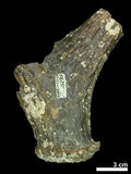 中文名:(NMNS002243-F028299)學名:Elaphurus davidianus(NMNS002243-F028299)