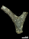 中文名:(NMNS002243-F028301)學名:Elaphurus davidianus(NMNS002243-F028301)