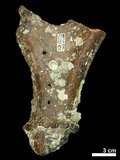 中文名:(NMNS002243-F028304)學名:Elaphurus davidianus(NMNS002243-F028304)