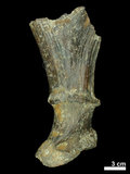 中文名:(NMNS000015-F030067)學名:Elaphurus davidianus(NMNS000015-F030067)