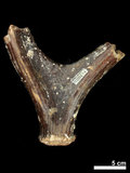 中文名:(NMNS002243-F028274)學名:Elaphurus davidianus(NMNS002243-F028274)