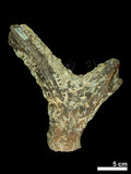 中文名:(NMNS002243-F028283)學名:Elaphurus davidianus(NMNS002243-F028283)