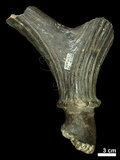 中文名:(NMNS002243-F028306)學名:Elaphurus davidianus(NMNS002243-F028306)