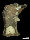 中文名:(NMNS002243-F028308)學名:Elaphurus davidianus(NMNS002243-F028308)