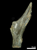 中文名:(NMNS002243-F028313)學名:Elaphurus davidianus(NMNS002243-F028313)