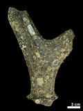 中文名:(NMNS002243-F028317)學名:Elaphurus davidianus(NMNS002243-F028317)