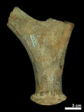 中文名:(NMNS002243-F028322)學名:Elaphurus davidianus(NMNS002243-F028322)