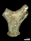 中文名:(NMNS002243-F028324)學名:Elaphurus davidianus(NMNS002243-F028324)