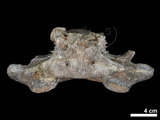 中文名:短肢領航鯨 (gfv_NMNS002325-F021836)學名:Globicephala macrorhynchus　(gfv_NMNS002325-F021836)