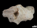 中文名:(NMNS005146-F041795)學名:Gomphotherium sp.(NMNS005146-F041795)