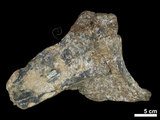 中文名:真象科(NMNS002717-F029858)學名:Palaeoloxodon sp.(NMNS002717-F029858)