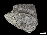 中文名:古菱齒象 (NMNS000057-F030698)學名:Palaeoloxodon sp.(NMNS000057-F030698)