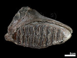 中文名:古菱齒象 (NMNS000057-F030698)學名:Palaeoloxodon sp.(NMNS000057-F030698)