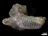 中文名:古菱齒象 (NMNS001887-F026925)學名:Palaeoloxodon sp. (NMNS001887-F026925)