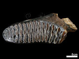 中文名:古菱齒象 (NMNS001887-F026945)學名:Palaeoloxodon sp. (NMNS001887-F026945)