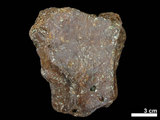 中文名:古菱齒象 (NMNS001887-F026959)學名:Palaeoloxodon sp. (NMNS001887-F026959)