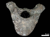 中文名:古菱齒象(NMNS001887-F026967)學名:Palaeoloxodon sp. (NMNS001887-F026967)