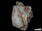 中文名:古菱齒象(NMNS001887-F026994)學名:Palaeoloxodon sp. (NMNS001887-F026994)