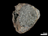 中文名:真象科(NMNS002325-F020360)學名:Palaeoloxodon sp. (NMNS002325-F020360)