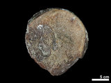 中文名:真象科(NMNS002325-F020419)學名:Palaeoloxodon sp. (NMNS002325-F020419)