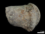 中文名:真象科(NMNS002325-F020480)學名:Palaeoloxodon sp. (NMNS002325-F020480)