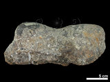 中文名:真象科(NMNS002325-F020501)學名:Palaeoloxodon sp. (NMNS002325-F020501)