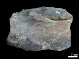 中文名:真象科(NMNS002325-F020506)學名:Palaeoloxodon sp. (NMNS002325-F020506)