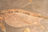中文名:窄吻魚龍(NMNS002811-F029989)學名:Stenopterygius quadriscissus(NMNS002811-F029989)
