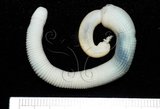 中文名:裸體方格星蟲(001559-00017)學名:Sipunculus nudus Linnaeus, 1766(001559-00017)