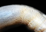 中文名:裸體方格星蟲(005913-00012)學名:Sipunculus nudus Linnaeus, 1766(005913-00012)