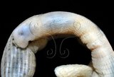 中文名:裸體方格星蟲(005913-00012)學名:Sipunculus nudus Linnaeus, 1766(005913-00012)