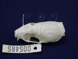 中文名:高山小黃鼠狼(005286)學名:Mustela formosanus(005286)英文名:Taiwan least weasel