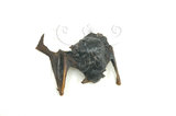 中文名:黃喉家蝠(005151)學名:Arielulus torguatus(005151)英文名:Yellow-throat house bat