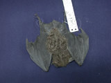 中文名:台灣大蹄鼻蝠(006392)學名:Rhinolophus formosae(006392)英文名:Formosan greater horseshoe bat