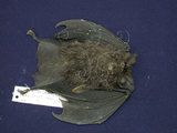 中文名:台灣大蹄鼻蝠(006670)學名:Rhinolophus formosae(006670)英文名:Formosan greater horseshoe bat