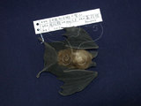 中文名:台灣小蹄鼻蝠(006673)學名:Rhinolophus monoceros(006673)英文名:Formosan Lesser Horseshoe Bat