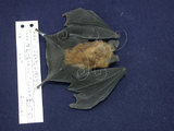 中文名:台灣小蹄鼻蝠(006677)學名:Rhinolophus monoceros(006677)英文名:Formosan Lesser Horseshoe Bat