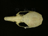 中文名:高山白腹鼠(004389)學名:Niviventer culturatus(004389)英文名:Formosan white-bellied rat