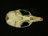 中文名:高山白腹鼠(004389)學名:Niviventer culturatus(004389)英文名:Formosan white-bellied rat