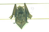 中文名:寬吻鼠耳蝠(006863)學名:Myotis muricola(006863)