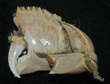 中文名:卷折饅頭蟹(003232-00094)學名:Calappa lophos (Herbst, 1782)(003232-00094)