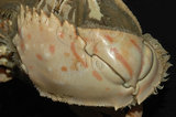 中文名:卷折饅頭蟹(003232-00094)學名:Calappa lophos (Herbst, 1782)(003232-00094)
